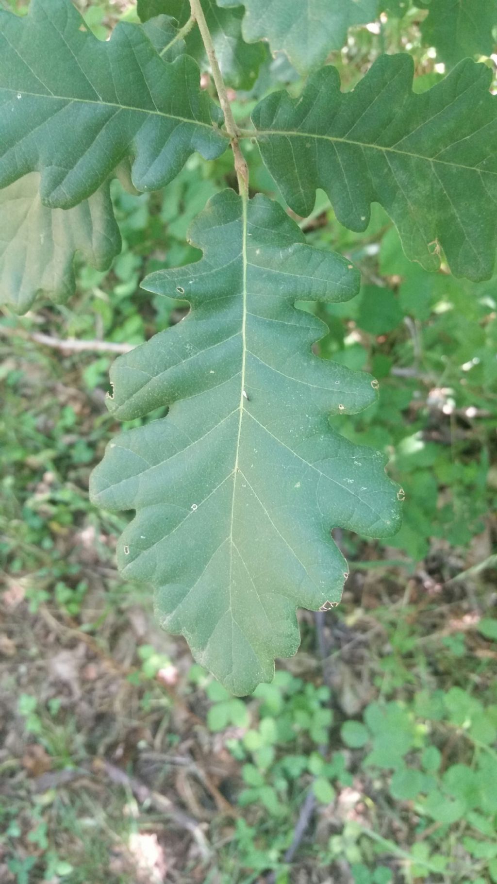 Foglie di quercia